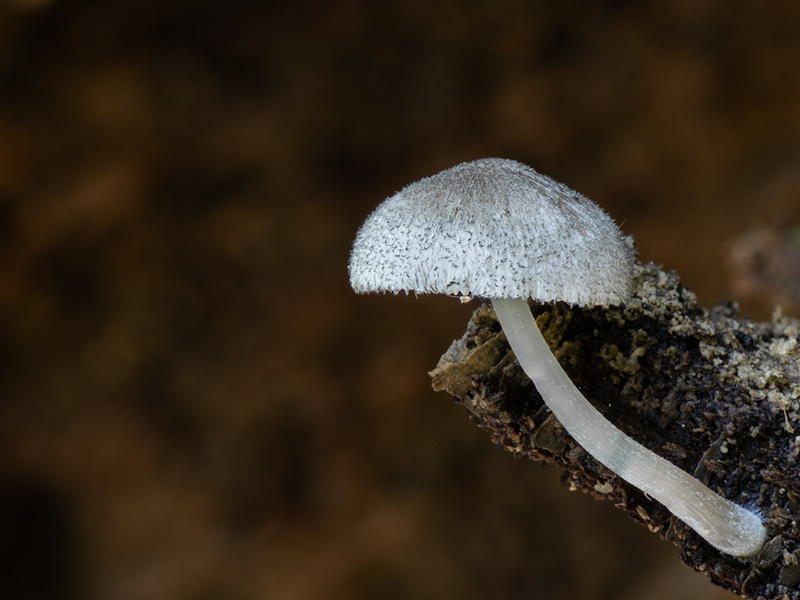 Pluteus hispidulus